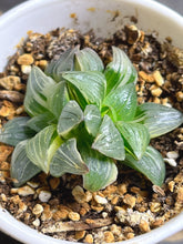 Load image into Gallery viewer, Haworthia mutica var. nigra variegated
