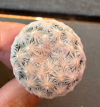 Load image into Gallery viewer, Mammillaria lasiacantha egregia
