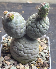 Load image into Gallery viewer, Tephrocactus geometricus
