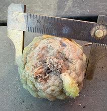 Load image into Gallery viewer, Copiapoa hypogea (Lizard skin)

