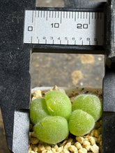 Load image into Gallery viewer, Gibbaeum pilosulum
