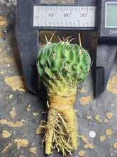 Load image into Gallery viewer, Stenocactus phyllacanthus

