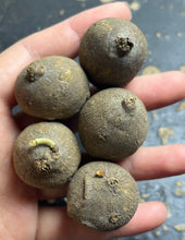 Load image into Gallery viewer, Stephania erecta
