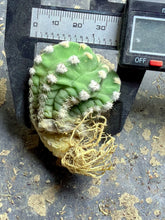 Load image into Gallery viewer, Echinopsis subdenudata
