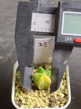 Load image into Gallery viewer, Astrophytum myriostigma variegated
