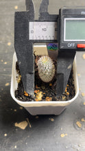 Load image into Gallery viewer, Mammillaria perezdelarosae subs. andersoniana
