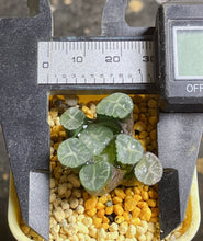 Load image into Gallery viewer, Haworthia maughanii 25
