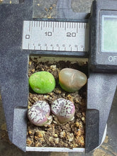 Load image into Gallery viewer, Conophytum （ a pot)
