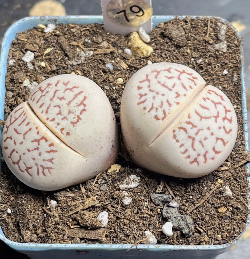 Lithops vanzylii