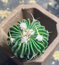 Load image into Gallery viewer, Stenocactus phyllacanthus
