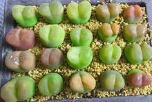 Load image into Gallery viewer, Conophytum Maughanii（big)

