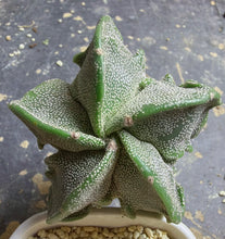 Load image into Gallery viewer, Astrophytum myriostigma cv. Onzuka f. tricostatum Fukuryiu
