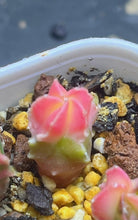 Load image into Gallery viewer, Astrophytum myriostigma variegated
