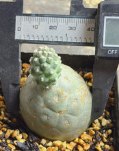 Load image into Gallery viewer, Tephrocactus geometricus

