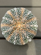 Load image into Gallery viewer, Astrophytum asterias 'Super Kabuto （big)
