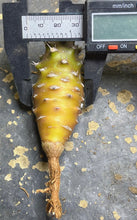 Load image into Gallery viewer, Euphorbia pachypodioides
