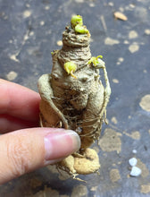 Load image into Gallery viewer, Euphorbia subapoda
