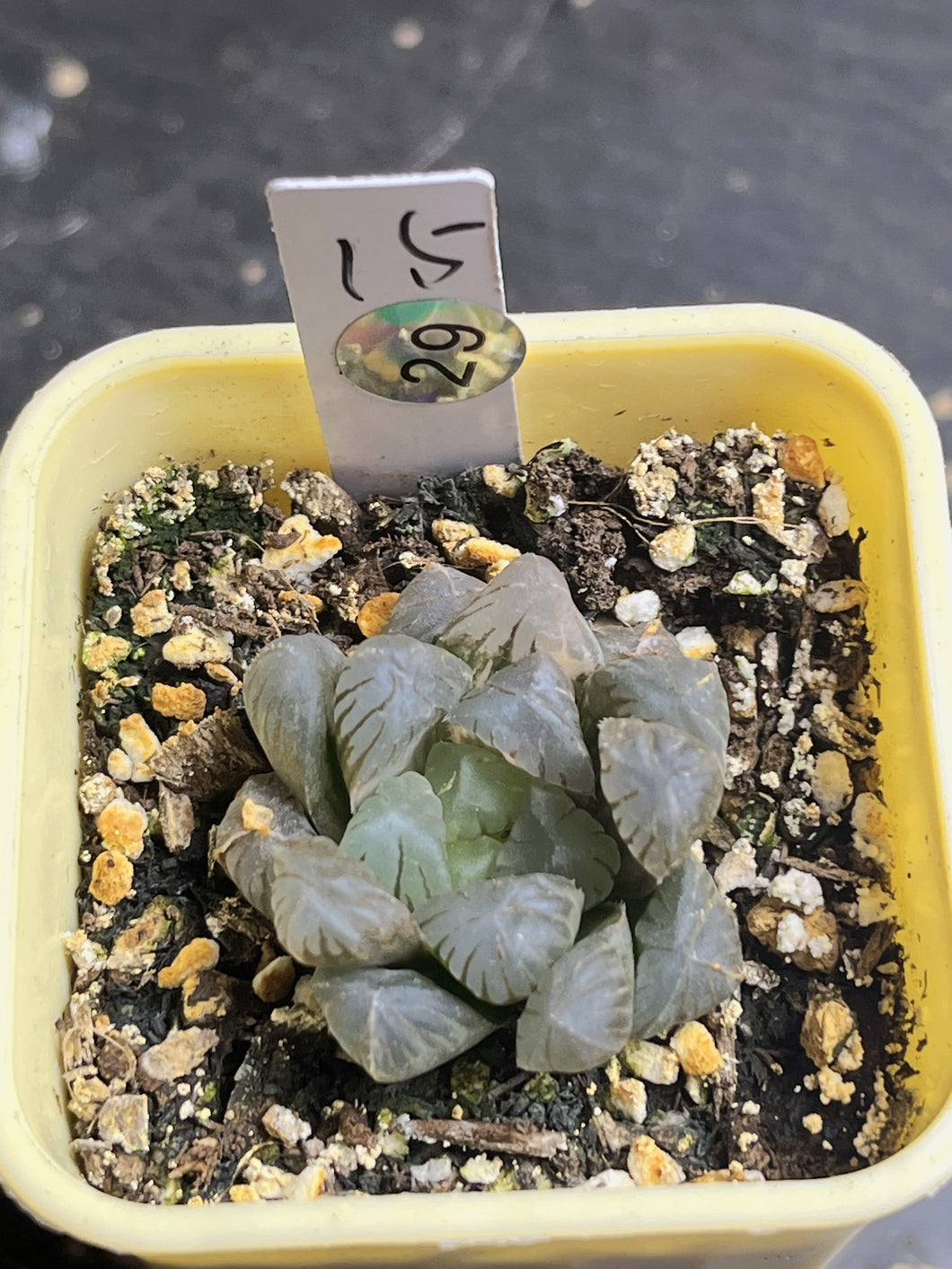 Haworthia variegated