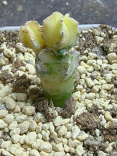 Load image into Gallery viewer, Astrophytum myriostigma variegated
