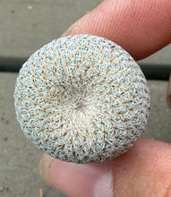 Load image into Gallery viewer, Epithelantha bokei
