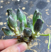 Load image into Gallery viewer, Adromischus cooperi v. Festivus（purple)
