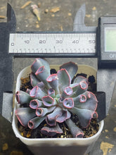Load image into Gallery viewer, Echeveria Trumpet Pink
