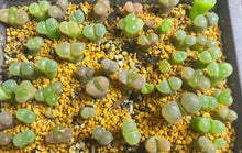 Load image into Gallery viewer, Conophytum Friedrichiae （each）
