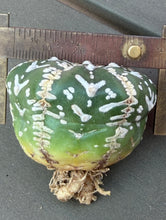 Load image into Gallery viewer, Astrophytum asterias 'Super Kabuto V-Type
