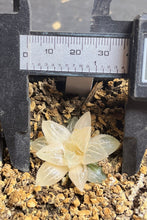 Load image into Gallery viewer, Haworthia variegated
