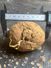 Load image into Gallery viewer, Stephania erecta
