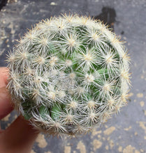 Load image into Gallery viewer, Mammillaria candida
