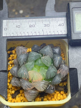Load image into Gallery viewer, Haworthia variegated
