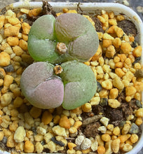 Load image into Gallery viewer, Conophytum concavum
