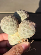 Load image into Gallery viewer, Tephrocactus geometricus
