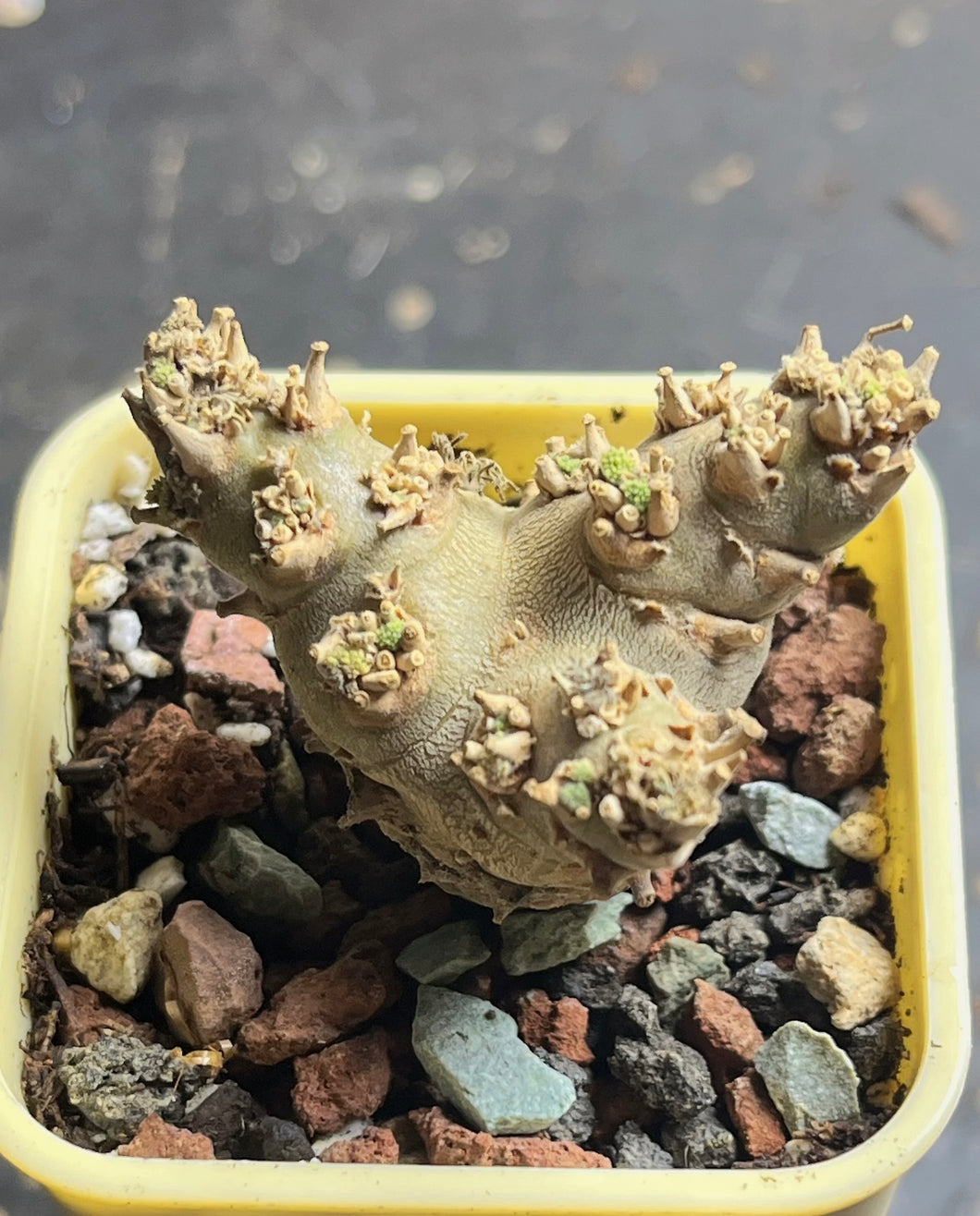 Sarcocaulon peniculinum