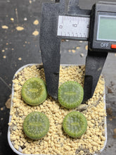 Load image into Gallery viewer, C48a Lithops Aucampiae
