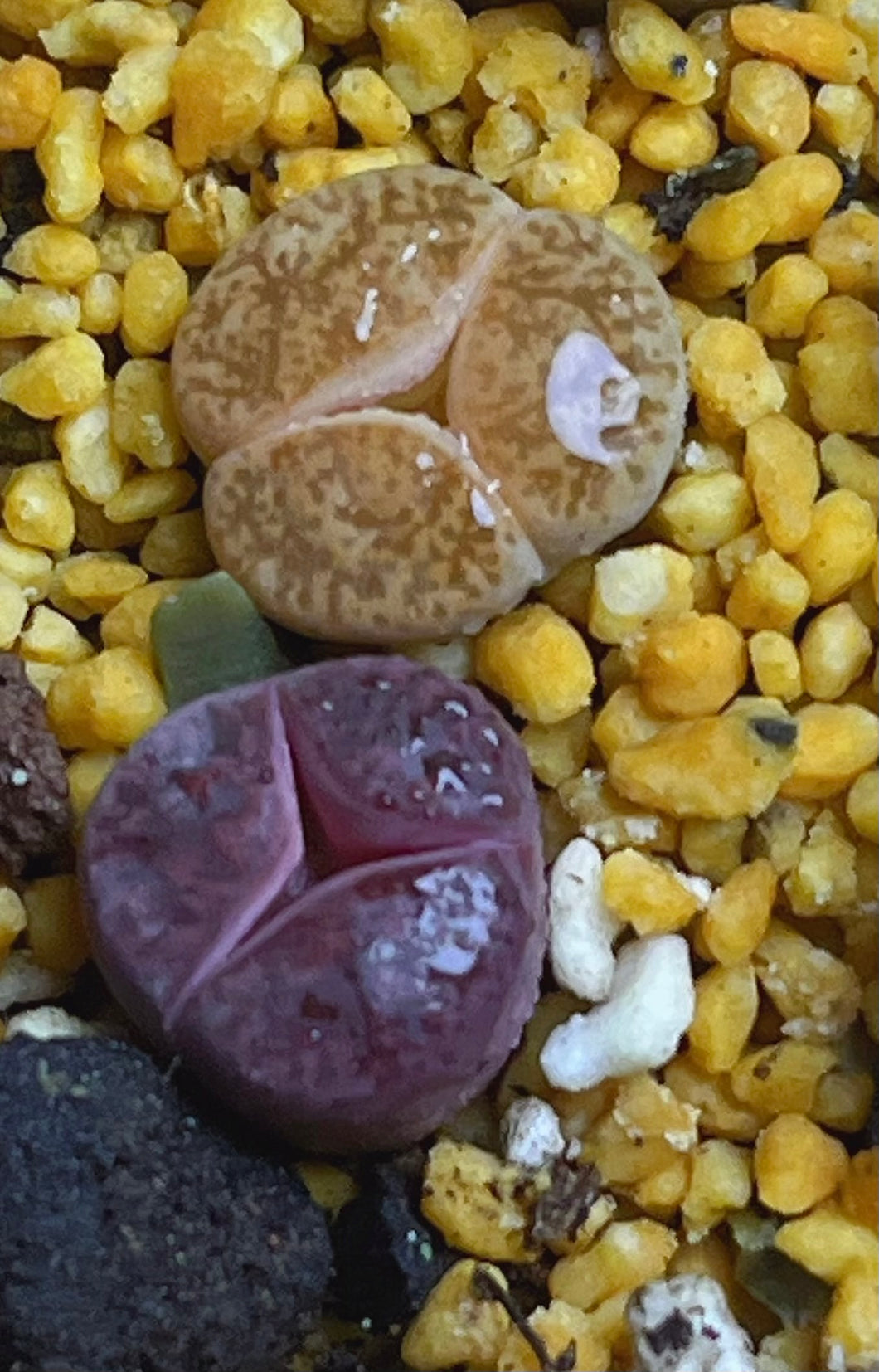 Lithops three leaf (2 pcs)
