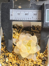 Load image into Gallery viewer, Haworthia obtusa variegated
