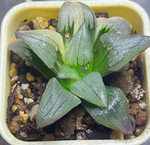 Load image into Gallery viewer, Haworthia mutica var. nigra variegated

