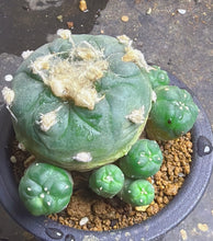 Load image into Gallery viewer, Lophophora peyote
