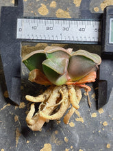 Load image into Gallery viewer, Haworthia
