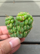 Load image into Gallery viewer, Eulychnia castanae fa. Varispiralis crested
