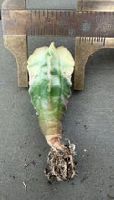 Load image into Gallery viewer, Astrophytum myriostigma variegated
