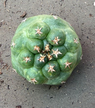 Load image into Gallery viewer, Coryphantha elephantidens
