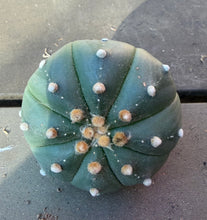 Load image into Gallery viewer, Astrophytum asterias
