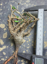 Load image into Gallery viewer, Senna meridionalis
