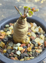Load image into Gallery viewer, Euphorbia subapoda
