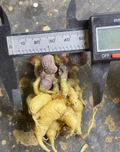 Load image into Gallery viewer, Adromischus marianiae
