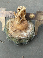 Load image into Gallery viewer, Gymnocalycium quehlianum
