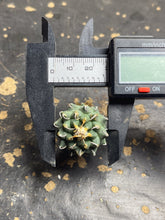 Load image into Gallery viewer, Turbinicarpus schmiedickeanus andersonii（each）

